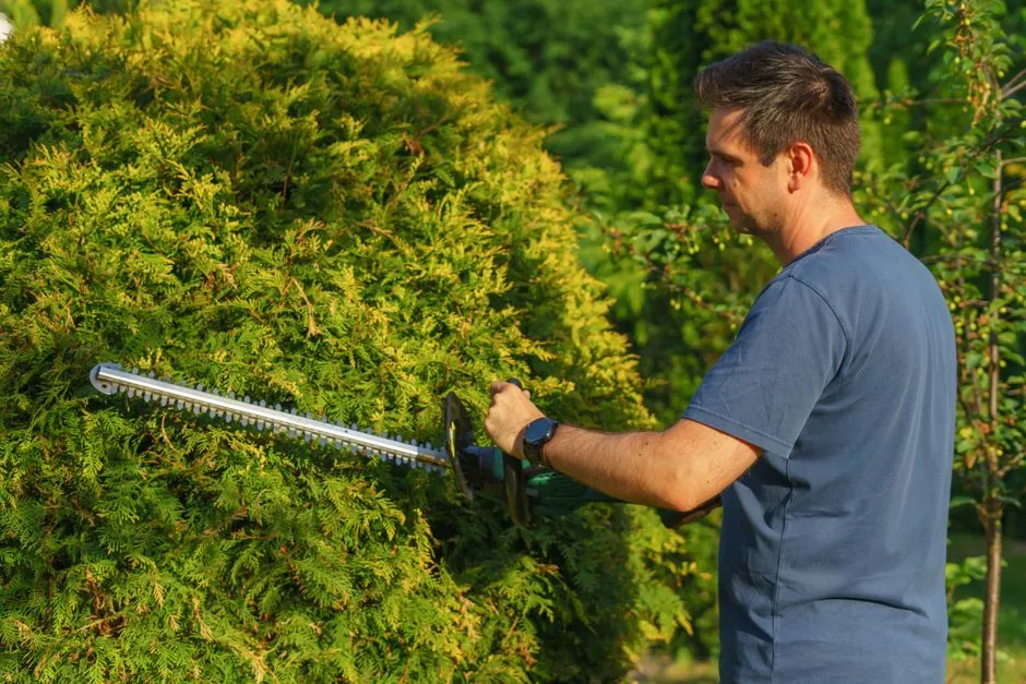Travail de taille soignee dans un jardin entretenu